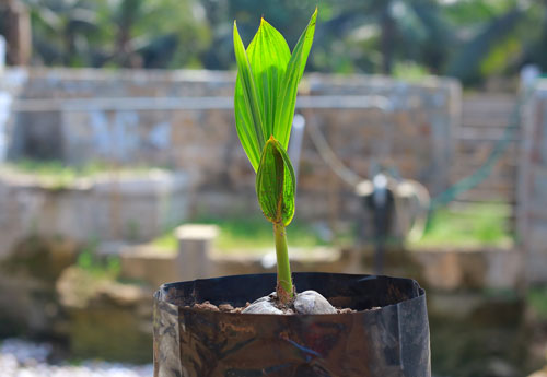 seedling