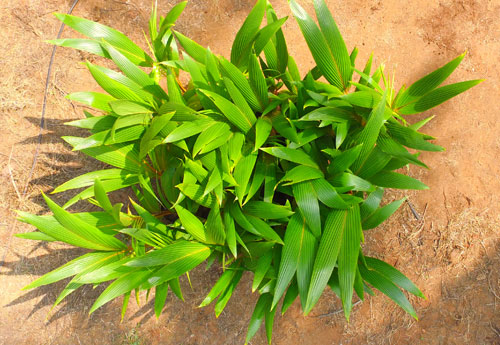 seedlings