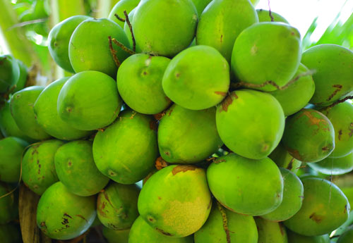 Coconut hybrid
