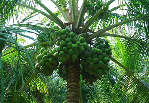 Malayan Orange