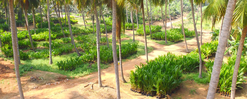 SARA coconut hybrid seedlings farm